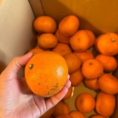大きめのみかん33〜35個の画像