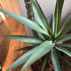 フェイクグリーン　人工観葉植物の画像