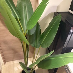 IKEA FEJKA 人工観葉植物 180cm 鉢付き 美品 引き取り限定の画像