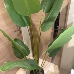 IKEA FEJKA 人工観葉植物 180cm 鉢付き 美品 引き取り限定の画像
