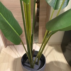 IKEA FEJKA 人工観葉植物 180cm 鉢付き 美品 引き取り限定の画像