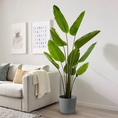 IKEA FEJKA 人工観葉植物 180cm 鉢付き 美品 引き取り限定の画像