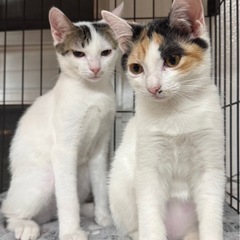 【2/3更新】動画あり☆沖縄から来ました⭐︎仲良し4兄妹⭐︎初期...