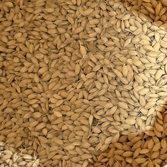 沢山の問い合わせ感謝します。決まりました。令和６年度産　　お米の画像