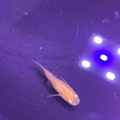 初恋×エンゼル　5匹の画像