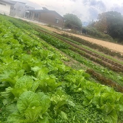 明日の土曜日受け渡し　朝取り野菜　格安の画像