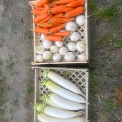 明日の土曜日受け渡し　朝取り野菜　格安の画像