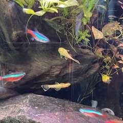 プレコ　ノーマル ロングフィンの画像