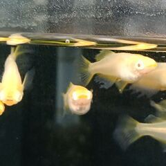 ★近松めだか（ウエディングドレスメダカ）の画像