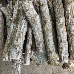 くぬぎ　細い　薪　未乾燥　約145kg　約377本の画像