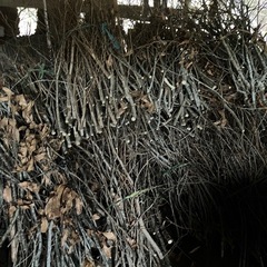 くぬぎ　細い　薪　未乾燥　約145kg　約377本の画像