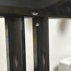 トムソンイスの画像