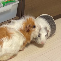 【里親募集】モルモット 女の子2匹（4歳くらい）