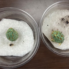 クランウェルツノガエルの画像