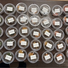 クランウェルツノガエルの画像