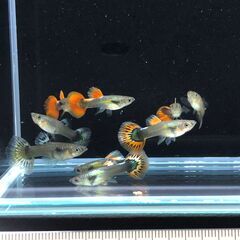 グッピーの画像