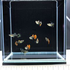 グッピーの画像