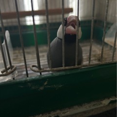 手乗りの桜文鳥