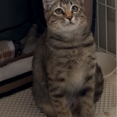 お膝大好き、麦わらちゃん