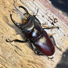 【レア種】スペンスシカノコギリクワガタ　成虫　トリオの画像