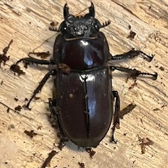 【レア種】スペンスシカノコギリクワガタ　成虫　トリオの画像