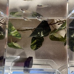 ブルーグラスグッピーの稚魚  5匹  の画像
