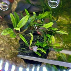 ①Bucephalandra sp.”kualakuayan Type1”群生の画像