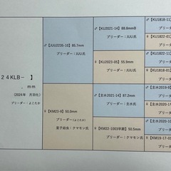 オオクワガタ（久留米産
）　未使用　新成虫ペアの画像