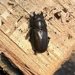 【レア産地】　メタリフェルホソアカクワガタ　ハルマヘラ島成虫トリオの画像