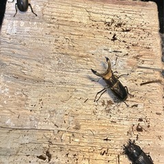 【レア産地】　メタリフェルホソアカクワガタ　ハルマヘラ島成虫トリオの画像