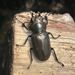 【レア産地】　メタリフェルホソアカクワガタ　ハルマヘラ島成虫トリオの画像