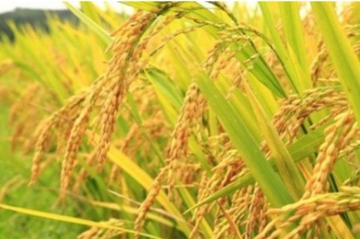 令和7年度栃木県産コシヒカリ玄米30kg