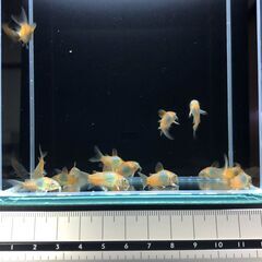 コリドラス.c1の画像