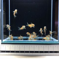 コリドラス.c1の画像