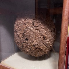 特大スズメバチの巣の画像