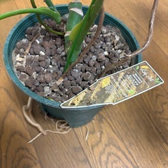 ☆譲り先決まりました☆モンステラ の画像