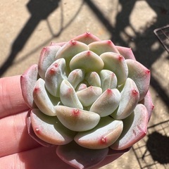 【鉢付き可】多肉植物3苗セット（エケベリア）の画像