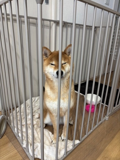 犬ゲージ