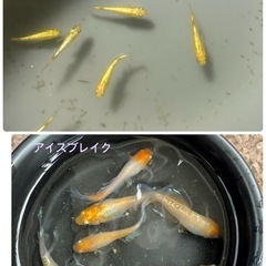 🪷メダカ飼育経験者さん募集｜稚魚1.5cm以上を買い取り（100匹=5,000円）🪷 ※飼育スペースのある方歓迎の画像
