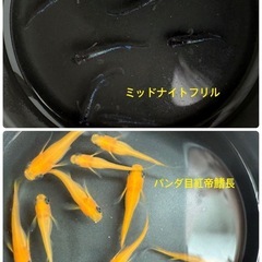 🪷メダカ飼育経験者さん募集｜稚魚1.5cm以上を買い取り（100匹=5,000円）🪷 ※飼育スペースのある方歓迎の画像