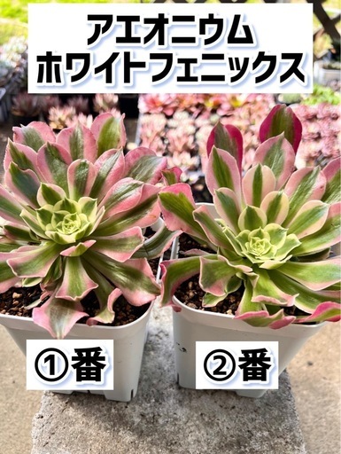 アエオニウム/ホワイトフェニックス子株付【ひと鉢】 (まーここ