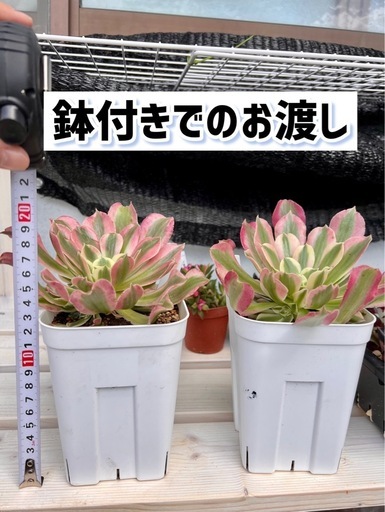 アエオニウム/ホワイトフェニックス子株付【ひと鉢】 (まーここ