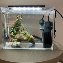 ブセファランドラsp.クダガンの画像