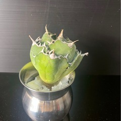 発根後値上げ　早期終了予定　アガベチタノタ 白鯨　ベアルートの画像