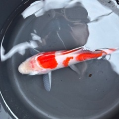 錦鯉　紅白　品評会クラスの画像
