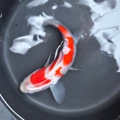 錦鯉　紅白　品評会クラスの画像