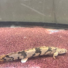 ポリプテルスデルヘッジ、エンドリケリー2匹セット(引き取り限定)の画像