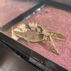 ポリプテルスデルヘッジ、エンドリケリー2匹セット(引き取り限定)の画像