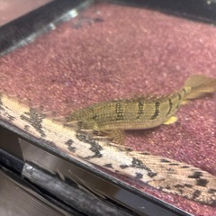 ポリプテルスデルヘッジ、エンドリケリー2匹セット(引き取り限定)の画像