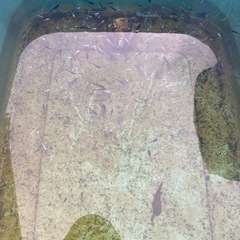 メダカ用品　まとめての画像